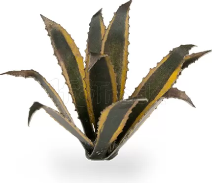 Photo de Gamers Grass - Laser Plants : Agave