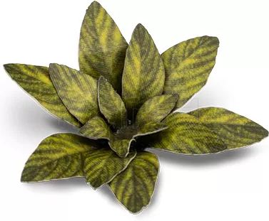 Photo de Gamers Grass - Laser Plants : Dumb Cane