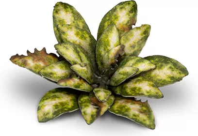 Photo de Gamers Grass - Laser Plants : Dumb Cane