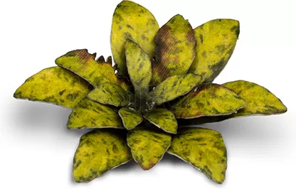 Photo de Gamers Grass - Laser Plants : Dumb Cane