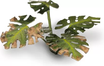 Photo de Gamers Grass - Laser Plants : Monstera