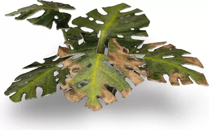 Photo de Gamers Grass - Laser Plants : Monstera