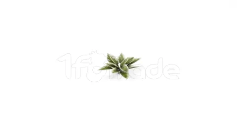 Photo de Gamers Grass - Laser Plants : Plantain Lily