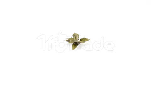 Photo de Gamers Grass - Laser Plants : Plantain Lily