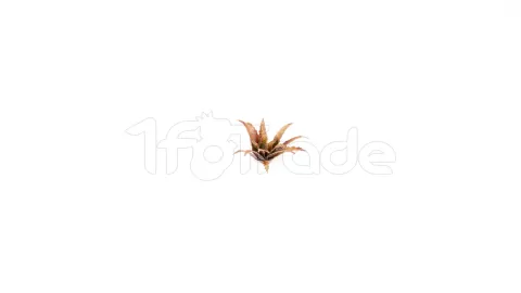 Photo de Gamers Grass - Laser Plants : Red Aloe