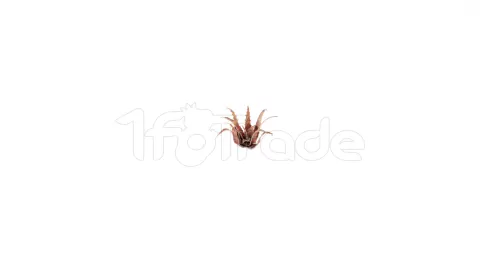 Photo de Gamers Grass - Laser Plants : Red Aloe