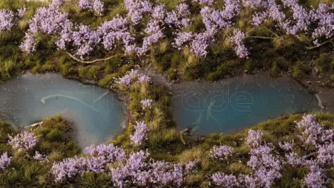 Photo de Gamers Grass - Lavender Flowers